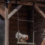 Hühnerschaukel aus recyceltem Kunststoff